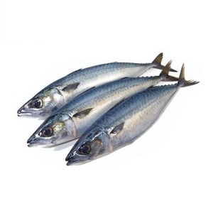 Mackerel