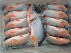 Red Pacu Pomfret