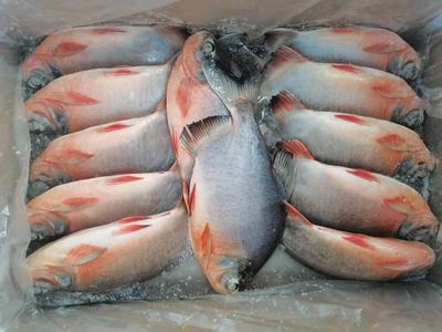 Red Pacu Pomfret