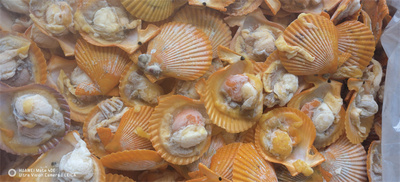 Golden scallop