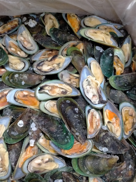 Green mussel