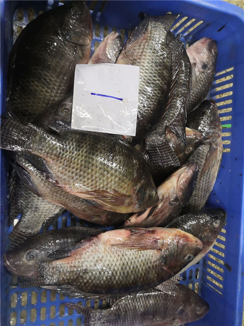 Tilapia WR