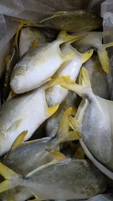 Golden Pompano Whole Round