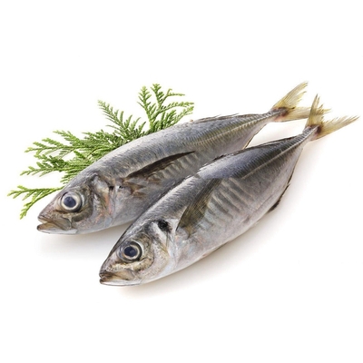 Horse Mackerel