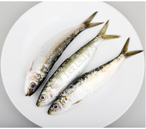 Sardines