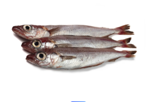 Blue Whiting